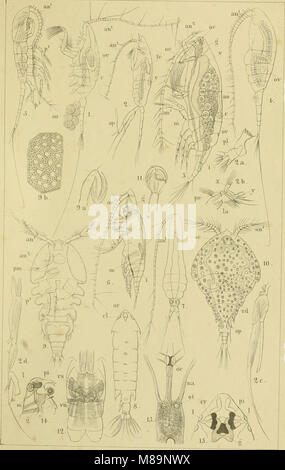 Die Klassen und Ordnungen der wissenschaftlich dans Arthropoden - dargestellt Wort und Bild (1866) (20741209260) Banque D'Images