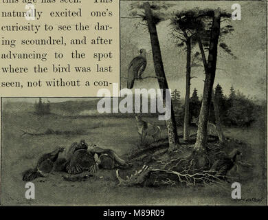 Le gibier à plumes et de tir - esquisses illustrant les habitudes alimentaires, modes de capture, les stades de plumage et l'hybirds et variétés qui se produisent entre eux (1894) (14751810272) Banque D'Images