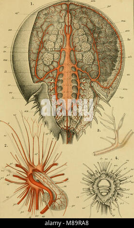 Die Klassen und Ordnungen der wissenschaftlich dans Arthropoden - dargestellt Wort und Bild (1866) (20936679411) Banque D'Images