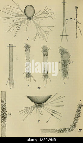 Physiologie générale ; un aperçu de la science de la vie (1899) (14596430897) Banque D'Images