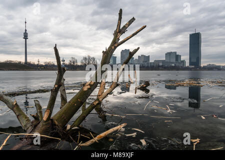 Les branches d'arbres coupés par les castors en partie dans une rivière gelée, Neue Donau Vienne Autriche Banque D'Images