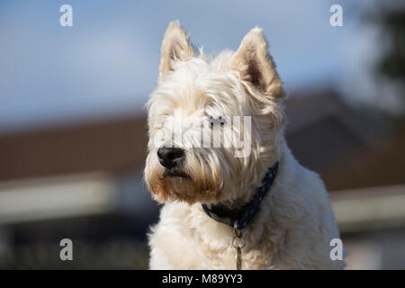 West Highland Terrier Banque D'Images