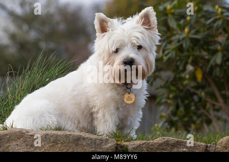 West Highland White Terrier Banque D'Images