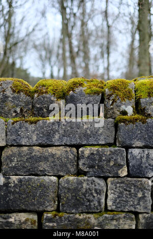 Un mur en pierre sèche couverts de mousse dans une forêt dans le Yorkshire, UK. Banque D'Images