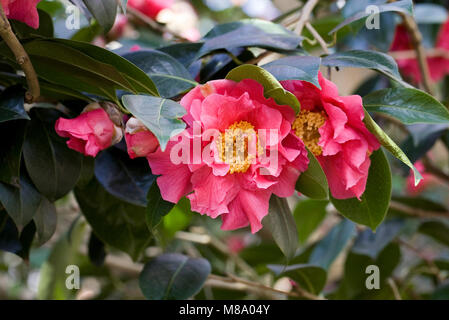 Camellia 'MILO Rowell' fleurs. Banque D'Images