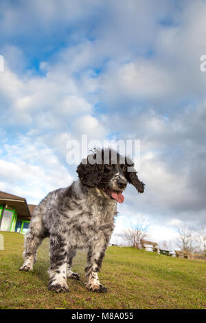 Portrait vue rapprochée de l'anglais springer spaniel chien isolé à l'extérieur dans le parc national du Royaume-Uni, langue s'enfilant, s'amuser. Animaux de compagnie familiaux britanniques. Banque D'Images