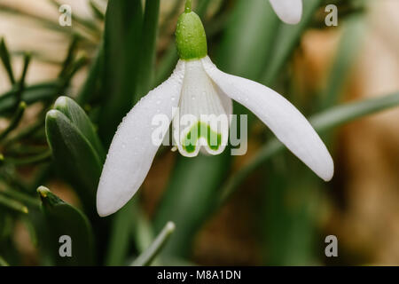 Petites fleurs snowdrop commun au début du printemps. Goutte d'eau sur un pétales blancs. Macro shot détaillées. Également connu sous le nom de Galanthus nivalis Banque D'Images