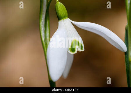 Petites fleurs snowdrop commun au début du printemps. Goutte d'eau sur un pétales blancs. Macro shot détaillées. Également connu sous le nom de Galanthus nivalis Banque D'Images