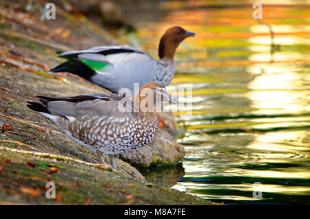 Australian Canard branchu, le canard à crinière (Chenonetta Oie à crinière ou jubata) Banque D'Images