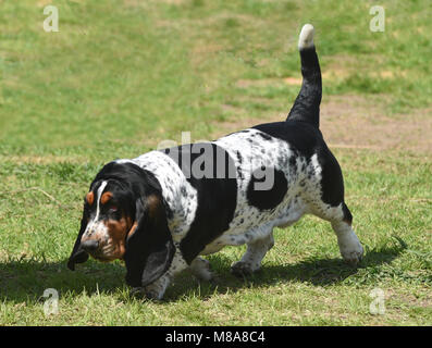 Basset Hound reniflant le sol Banque D'Images