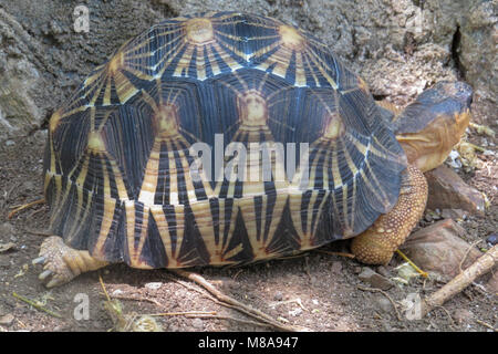 Tortue rayonnée (Geochlene radiata) aussi connu comme 'okatra'. La tortue est perceptible pour les belles poutres jaune sur sa coquille qui sprout out Banque D'Images