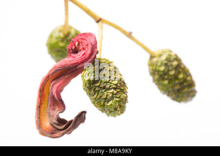 L'Aulne fongiques langue gall, Taphrina alni, sur le châton femelle d'un aulne Alnus glutinosa, fond blanc. Nord du Dorset England UK GO Banque D'Images