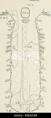 Die im Leitungsbahnen wirbellosen Nervensystem der Tiere (1920) (20743232638) Banque D'Images