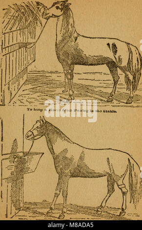 Gleason's horse livre. Le seul travail autorisé par le roi des dresseurs de chevaux, comprenant l'histoire, l'élevage, la formation, la rupture, l'achat, l'alimentation, le toilettage, raquettes, médiatique, et l'âge dit (14760322706) Banque D'Images