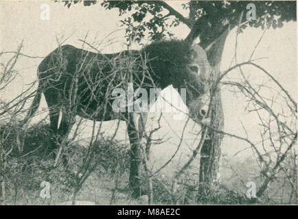 Troubadour de Dieu ; l'histoire de saint François d'Assise (1910) (14730205846) Banque D'Images