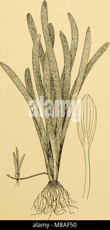 Ce guide 1917 fournit des informations complètes sur les variétés de poissons rouges, les poissons d'aquarium tropicaux et les soins d'aquarium. Il sert de ressource détaillée pour les amateurs de poissons et les propriétaires d'aquarium. Banque D'Images