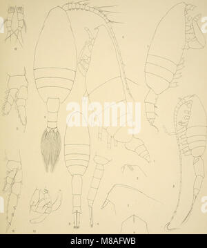'Die Marinen Copepoden der Deutschen SÃ¼dpolar-Expedition 1901-1903' (1900) est un récit scientifique détaillant les copépodes marins découverts au cours de l'expédition allemande en Antarctique. Le travail comprend des descriptions d'espèces, des données écologiques et des illustrations, apportant d'importantes contributions à la biologie marine antarctique et à l'étude des copépodes. Banque D'Images