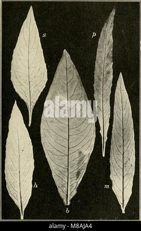 Die mutationstheorie. Beobachtungen und Versuche über die Entstehung von arten im pflanzenreich (1903) (20933889215) Banque D'Images