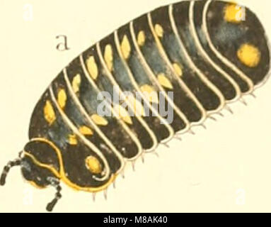 Ce travail de 1863 se concentre sur les myriapodes, avec des descriptions détaillées et des illustrations de ces arthropodes. Il fournit des représentations précises de diverses espèces, explorant leur anatomie et leur histoire naturelle. Banque D'Images