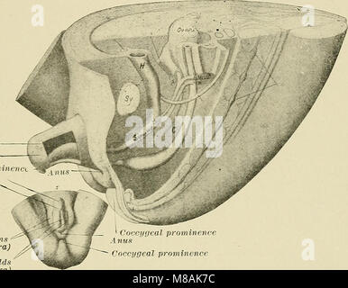 Pathologie gynécologique ; un manuel de technique microscopique et au diagnostic dans la pratique gynécologique, pour les étudiants et les médecins (1901) (14597629620) Banque D'Images