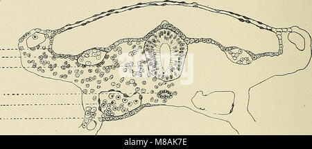 Pathologie gynécologique ; un manuel de technique microscopique et au diagnostic dans la pratique gynécologique, pour les étudiants et les médecins (1901) (14597821277) Banque D'Images