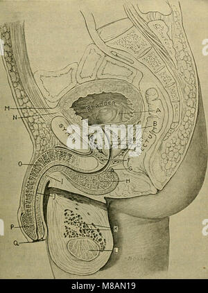 Manuel d'anatomie ; être un ensemble complet de l'anatomie compend, y compris l'anatomie des viscères d'un chapitre sur l'anatomie dentaire, de nombreux tableaux, et l'intégration de la nouvelle nomenclature arrêtée par l'(14586753118) Banque D'Images