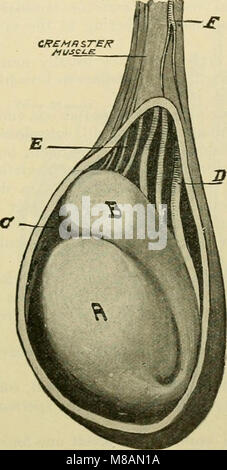 Manuel d'anatomie ; être un ensemble complet de l'anatomie compend, y compris l'anatomie des viscères d'un chapitre sur l'anatomie dentaire, de nombreux tableaux, et l'intégration de la nouvelle nomenclature arrêtée par l'(14586753648) Banque D'Images