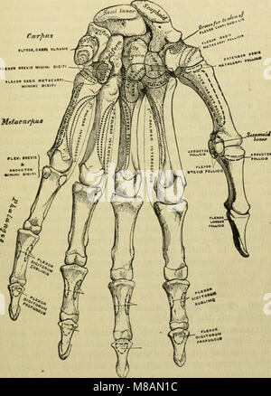 Manuel d'anatomie ; être un ensemble complet de l'anatomie compend, y compris l'anatomie des viscères d'un chapitre sur l'anatomie dentaire, de nombreux tableaux, et l'intégration de la nouvelle nomenclature arrêtée par l'(14771012824) Banque D'Images