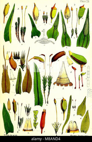 Handbook of British mosses ; comprenant tous ceux qui sont connus pour être les autochtones des îles britanniques (1863) (14593580120) Banque D'Images