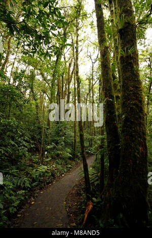 Forêt Nuageuse de Monteverde au Costa Rica Banque D'Images