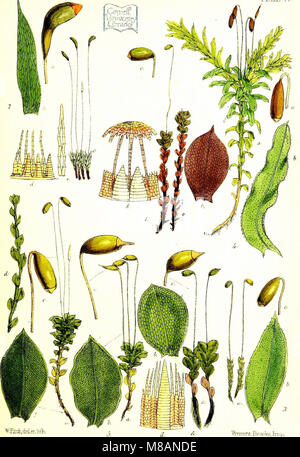 Handbook of British mosses ; comprenant tous ceux qui sont connus pour être les autochtones des îles britanniques (1863) (14593783847) Banque D'Images