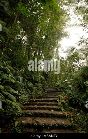 Forêt Nuageuse de Monteverde au Costa Rica Banque D'Images