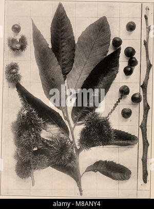 Le Manuel des arbres des États du Nord et du Canada de 1907 fournit un guide photographique détaillé des arbres trouvés dans la région, avec des descriptions des espèces et de leur importance écologique. Banque D'Images