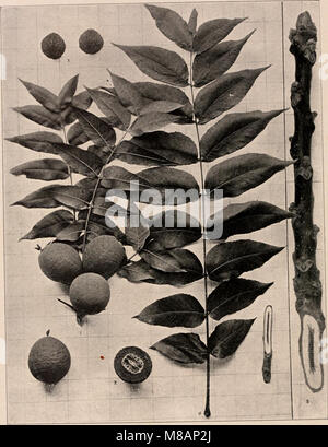 Ce manuel de 1907 fournit un guide photo-descriptif des arbres trouvés dans le nord des États-Unis et du Canada, à l'est des montagnes Rocheuses. Il comprend des photographies détaillées et des descriptions des espèces d'arbres, aidant à l'identification et à l'étude de la foresterie régionale. Banque D'Images