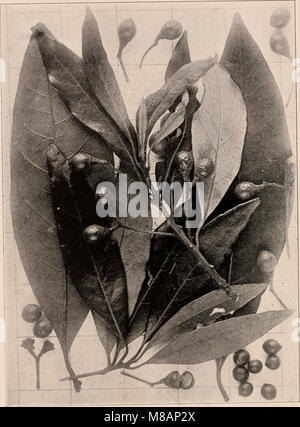 Publié en 1907, ce manuel photo-descriptif fournit des informations détaillées sur les arbres des états du nord des états-Unis et du Canada, à l’est des montagnes Rocheuses. Il comprend des photographies et des descriptions de diverses espèces d'arbres trouvées dans ces régions. Banque D'Images