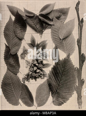 Ce manuel de 1907 fournit un guide photo-descriptif des arbres trouvés dans les états du Nord et au Canada, à l'est des montagnes Rocheuses. Il comprend des descriptions détaillées des espèces d'arbres et de leurs caractéristiques. Banque D'Images