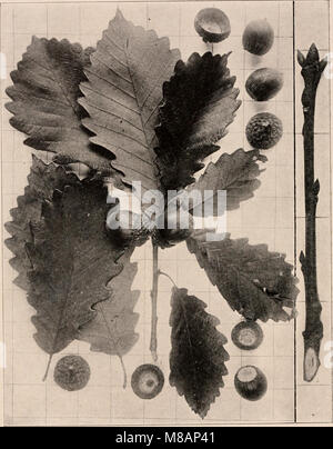 Le 'Manuel des arbres des États du Nord et du Canada' (1907) est un guide complet des espèces d'arbres trouvées dans les régions du Nord de l'Amérique du Nord, avec des photographies descriptives de leurs caractéristiques et de leurs habitats. Banque D'Images