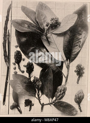 Ce manuel de 1907 fournit un guide détaillé et photo-descriptif des arbres trouvés dans le nord des États-Unis et du Canada, en mettant l'accent sur les espèces à l'est des montagnes Rocheuses. Banque D'Images