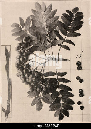 Ce manuel de 1907 fournit un guide photo-descriptif complet des arbres des états du Nord et du Canada à l'est des montagnes Rocheuses. Il comprend des photographies détaillées et des descriptions d'espèces d'arbres, offrant des informations précieuses pour les botanistes et les professionnels de la foresterie. Banque D'Images