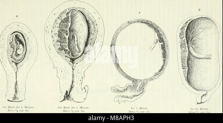 Handbuch der Physiologie des Menschen (1909) (14779718734) Banque D'Images