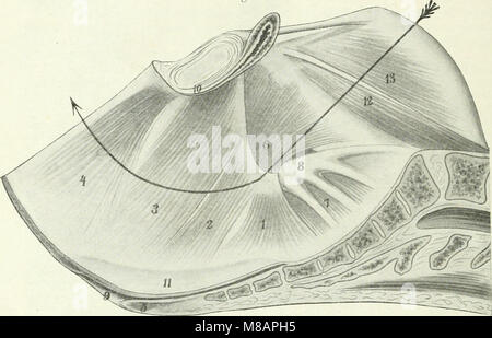 Handbuch der Physiologie des Menschen (1909) (14782090995) Banque D'Images