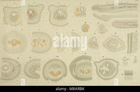 Ce travail allemand de 1895 se concentre sur les vers némertéens (un type d'invertébré marin) du golfe de Naples et des zones marines environnantes, décrivant leur biologie, leur habitat et leur rôle écologique. Banque D'Images