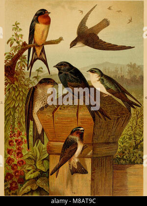 'Die Nordamerikanische Vogelwelt' (1891) est un ouvrage complet détaillant les espèces d'oiseaux d'Amérique du Nord. Le texte décrit divers oiseaux indigènes du continent, leurs habitats, leurs comportements et leurs caractéristiques. Banque D'Images