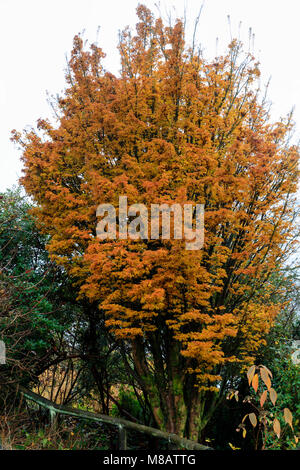 Orange feuillage d'automne du petit érable japonais, Acer palmatum 'Shishigashira' Banque D'Images