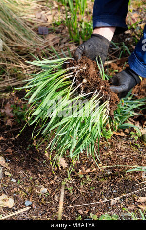 Snowdrop bulbes levé "dans le vert" après la floraison d'hiver de division et de replantation Banque D'Images