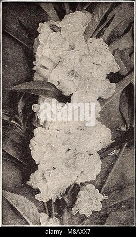 Hastings' seeds - printemps 1912 le catalogue (1912) (14596036000) Banque D'Images