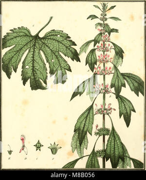 Herbier de la France ; or, Collection complette des plantes indigènes de ce royaume ; avec leurs proprits, et leurs usages en medecine (1787) (14802609713) Banque D'Images