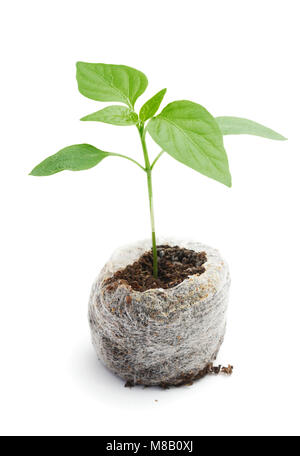 Légumes semis des plantes cultivées dans une briquette de tourbe sur un fond blanc Banque D'Images