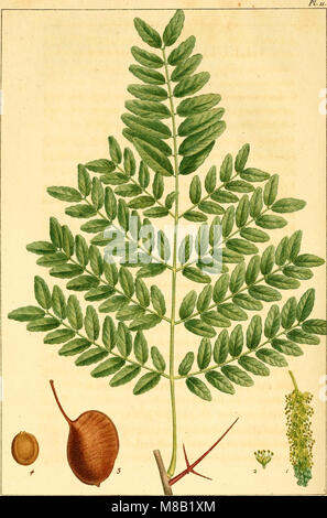Cet ouvrage de 1812, 'histoire des arbres forestiers de l'AmÃ©rique septentrionale', examine les arbres forestiers d'Amérique du Nord, en se concentrant sur leurs utilisations dans les arts et le commerce, ainsi que leur introduction dans le commerce mondial. Banque D'Images