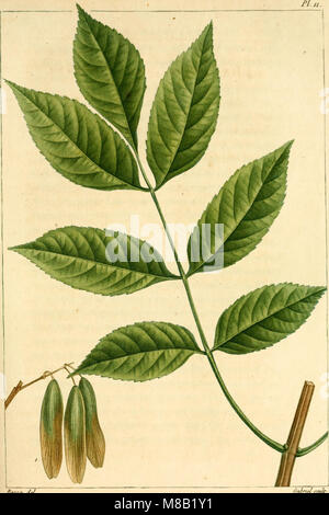 Histoire des arbres forestiers de l'Amérique septentrionale, authors principalement sous les rapports de leur usage dans les arts et de leur introduction dans le commerce (1812) (14761620536) Banque D'Images
